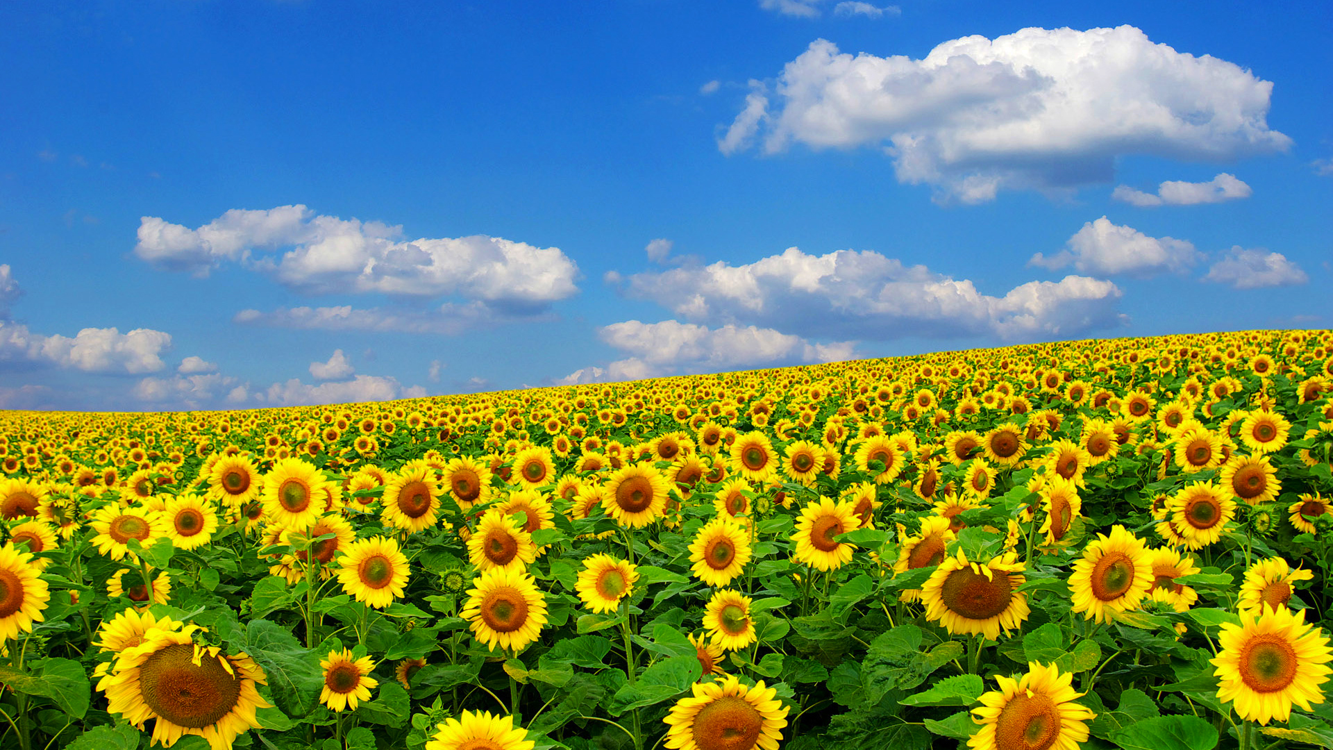 header img